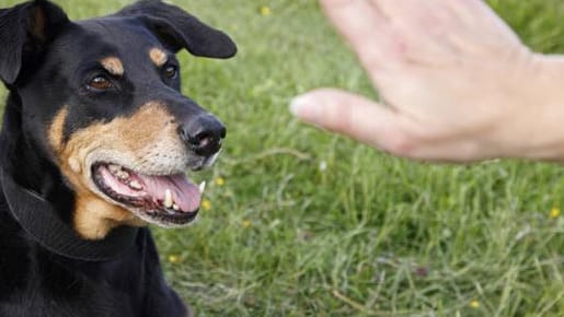 Hundeerziehung: Konsequentes Handeln ist wichtig