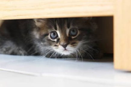 Geben Sie der Katze genug Zeit, Vertrauen zu Ihnen zu fassen