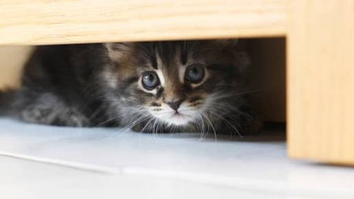 Geben Sie der Katze genug Zeit, Vertrauen zu Ihnen zu fassen