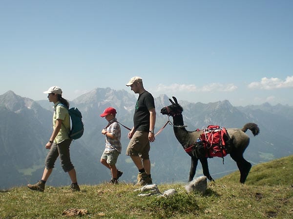 Alpenwanderung mit Lama.