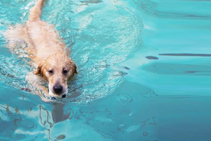 Hundeschwimmen: In Wuppertal dürfen sich Hunde nach der Badesaison im Freibad austoben.