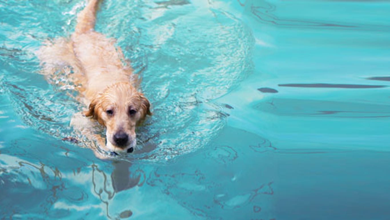 Hundeschwimmen: In Wuppertal dürfen sich Hunde nach der Badesaison im Freibad austoben.
