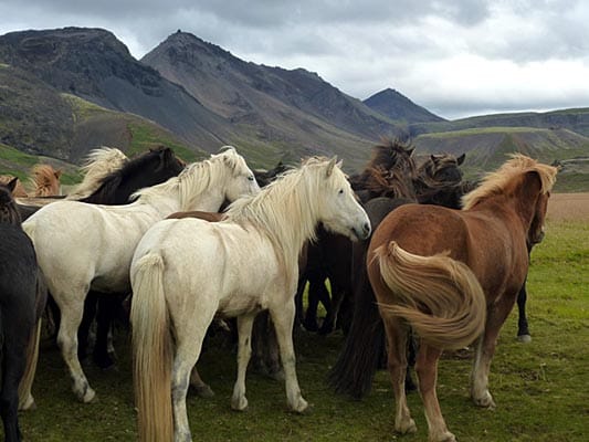 Ein Import der Wikinger: Heute kommt auf vier Einwohner in Island ein Pferd.