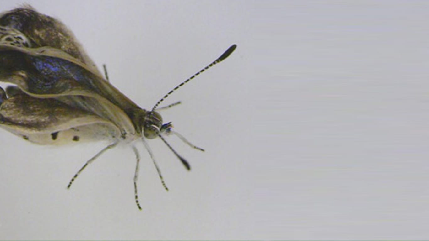 Strahlen-Mutationen bei Schmetterlingen: Radioaktivität ruft bei Bläulingen schwere Missbildungen hervor