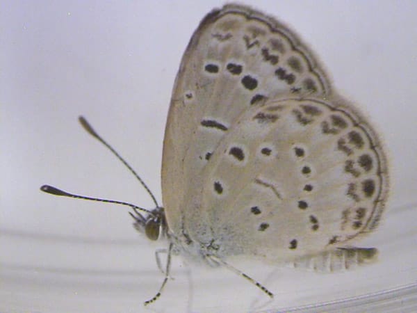 Fukushima-Folgen: Mutierte Schmetterlinge