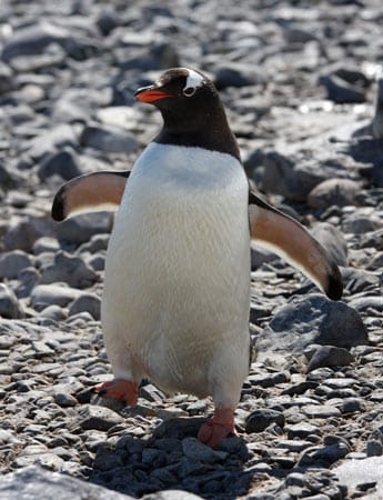 Putziger Gegenverkehr: Kreuzfahrtbesucher sind gehalten, den Pinguinen "Vorfahrt" zu lassen.