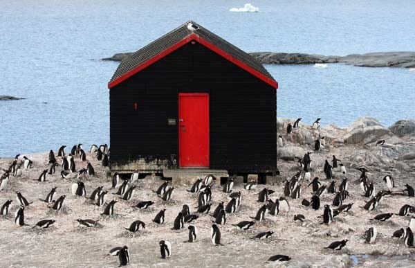 Invasion an der alten Marinestation: Auch Port Lockroy scheint fest in der Hand der Pinguine zu sein. Im Zweiten Weltkrieg hatten die Engländer den Unterschlupf zusammen mit einem zweiten auf Deception Island errichtet, um von dort die Schiffsbewegungen des Feindes zu beobachten.