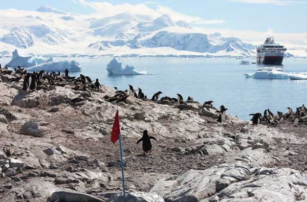 Großer Andrang am Wassersaum: Manche Buchten in der Antarktis sind Heimat von mehreren tausend Tieren.