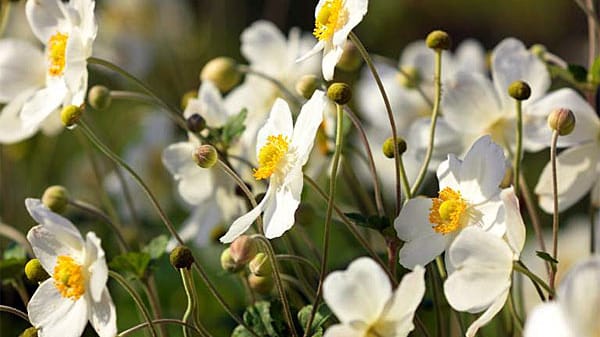 Pflanzen für den Herbst: Herbstanemone