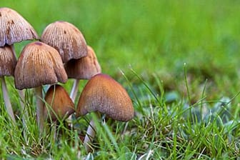 Pilze im Rasen könnten gefährlich werden