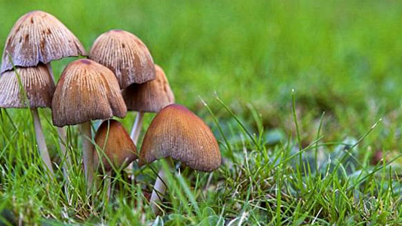 Pilze im Rasen könnten gefährlich werden
