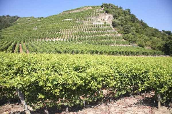 Im Schweizer Rhônetal kann man auf dem Walliser Weinweg die Gegend erkunden.
