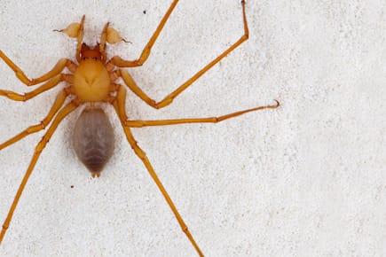 Die Trogloraptor-Spinne, auch Höhlenräuber genannt, hat besonders ausgeprägte Vorderklauen für die Jagd nach ihren Opfern