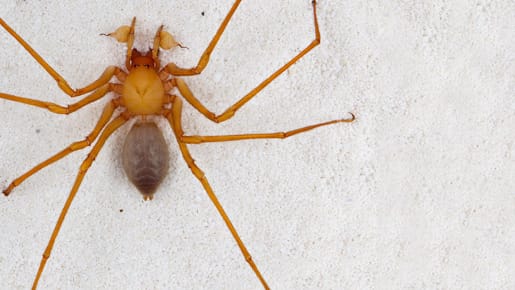 Die Trogloraptor-Spinne, auch Höhlenräuber genannt, hat besonders ausgeprägte Vorderklauen für die Jagd nach ihren Opfern