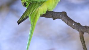 Ein wildlebender Halsbandsittich (Psittacula krameri), auch "Kleiner Alexandersittich" genannt.