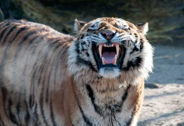 Drama im Kölner Zoo: Tiger "Altai" fällt eine Pflegerin an und tötet sie.