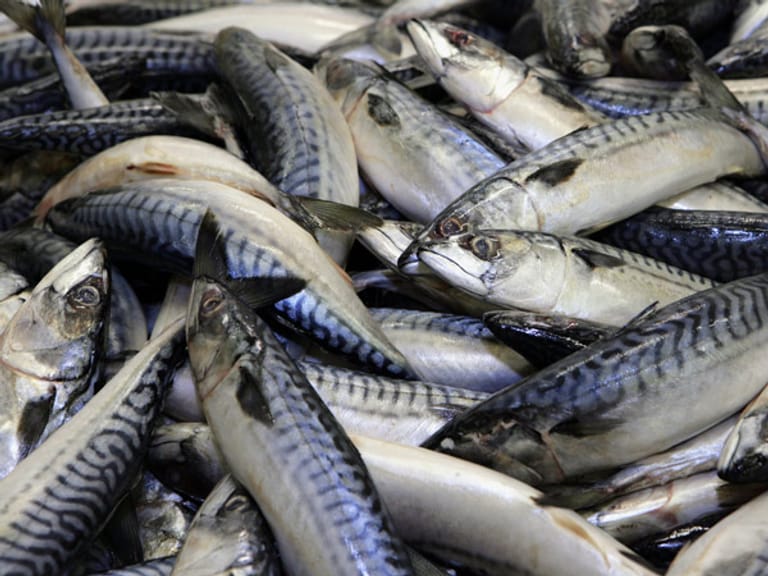 Greenpeace und WWF raten zum Verzicht auf Makrelen.