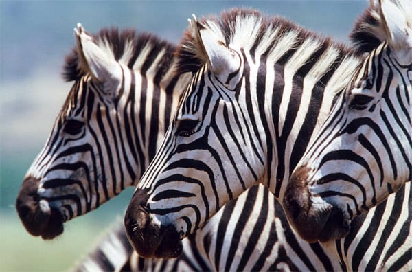 In Südafrika neben den Big Five auch Zebras entdecken.