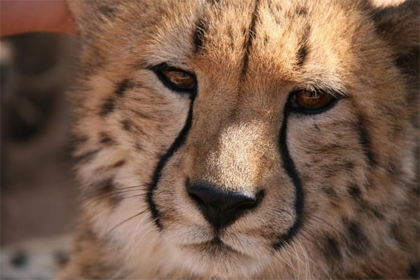 Obwohl er nicht zu den Big Five Afrikas gehört, ist der Gepard immer wieder ein schönes Fotomotiv.