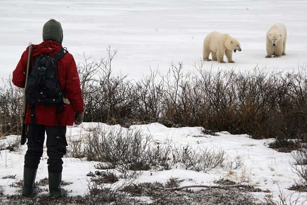 Eisbären beobachten kann man in der Gegend um Churchill in Kanadas Provinz Manitoba besonders gut.