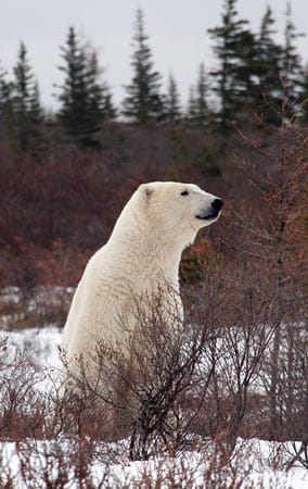Eisbären und Bewohner leben in Churchill meist friedlich nebeneinander.
