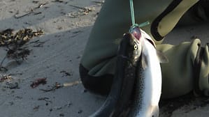 Große Forellen-Bestände winken im Fluss.