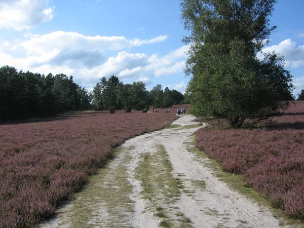 30 Heideflächen verbindet der Heidschnuckenweg.