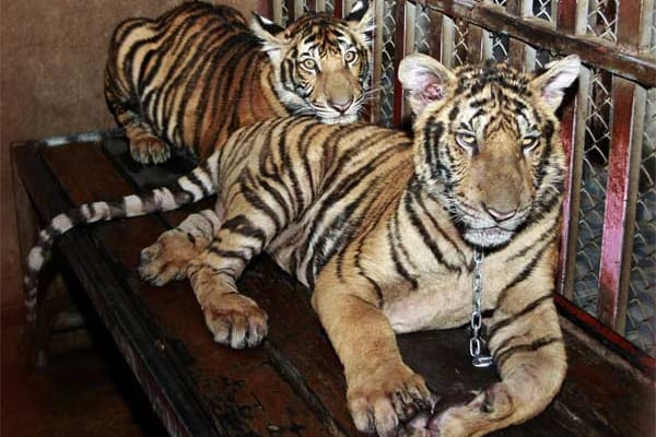 Auf einem Hausdach in Bangkok hat ein Mann sechs Tiger gehalten