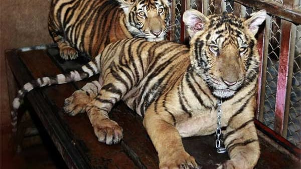 Auf einem Hausdach in Bangkok hat ein Mann sechs Tiger gehalten