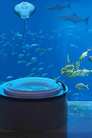 Vom Bett oder aus der Whirlpoolwanne der Unterwassersuiten Neptun und Poseidon bieten 77 Zentimeter dicke Acrylglas-Scheiben freie Sicht auf Nemo und seine Freunde.