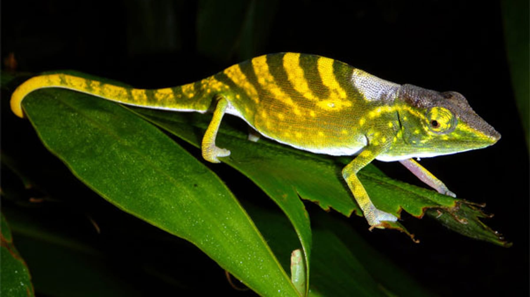 Foto-Serie der am meisten bedrohten Arten