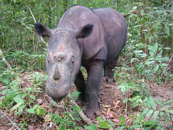 Das Sumatra-Nashorn ist die kleinste noch lebende Nashornart. Einst war es über ganz Südostasien verbreitet, heute ist es nur noch punktuell in Indonesien zu finden.