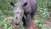 Das Sumatra-Nashorn ist die kleinste noch lebende Nashornart. Einst war es über ganz Südostasien verbreitet, heute ist es nur noch punktuell in Indonesien zu finden.