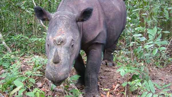 Das Sumatra-Nashorn ist die kleinste noch lebende Nashornart. Einst war es über ganz Südostasien verbreitet, heute ist es nur noch punktuell in Indonesien zu finden.