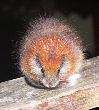 Die Baumratte Santamartamys Rufodorsalis, die in den Bergen Kolumbiens lebt, ist ebenfalls stark bedroht