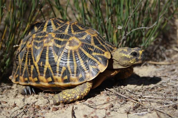 Die Geometrische Landschildkröte kommt nur in der Kapprovinz Südafrikas vor. Auch ihr Lebensraum wird von den Menschen bedroht.