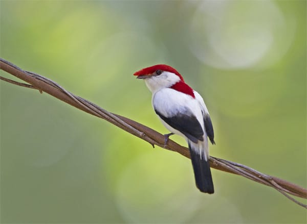 Die Araripe-Helmpipra lebt im Osten Brasiliens. Sie wird 15 Zentimeter lang und hat ein auffallendes Gefieder - jedenfalls die Männchen. Die Weibchen sind olivgrün gefärbt