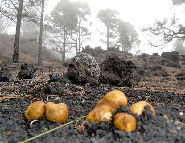 Der Pilz der Palmeros: Der gelbliche Wurzeltrüffel wächst massenhaft auf der Kanareninsel La Palma.