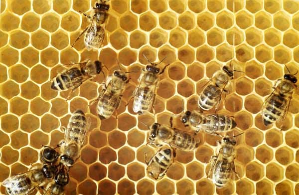 Bienen bekommen Gefühle, wenn man sie schüttelt: Das ergab eine Studie aus dem Jahr 2011, bei der Forscher Bienen süße und bittere Gerüche anboten und hinterher einen Teil der Gruppe schüttelte, um einen Raubtierangriff zu simulieren. Die geschüttelten Bienen reagierten hinterher depressiv-pessimistisch auf die besagten Gerüche, die anderen ganz normal.