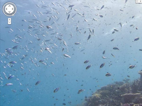 Fischschwarm am australischen Heron Reef