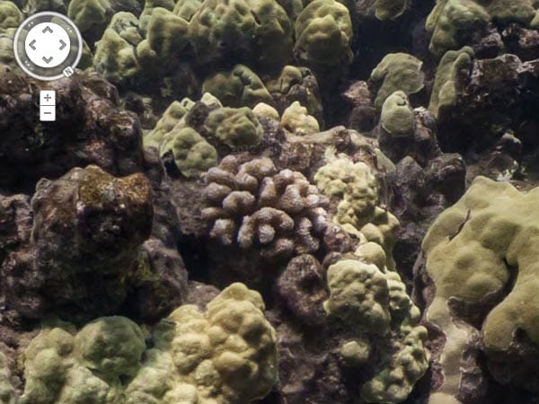 Nahaufnahme der Korallenbank von Apo Island, Philippinen