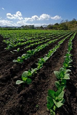 Das Jalapa-Tal ist eines der Hauptanbaugebiete Nicaraguas. An den Nachbarstaat Honduras grenzend steht die Region für kraftvollen Tabak. Er sorgt für ein aussagekräftig würziges, doch leichtes Raucherlebnis. Zum zweitwichtigsten Anbaugebiet hat sich das Esteli-Tal entwickelt. Auch diese Tabakblätter bringen ein hohes Maß an Kraft und Würze mit sich, ohne es an Bekömmlichkeit mangeln zu lassen.