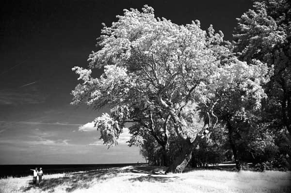 "Baum am Meer", Canon EOS 1V Baujahr 2005, Rollei IR 400 Infrarotfilm, Scan vom Negativ.