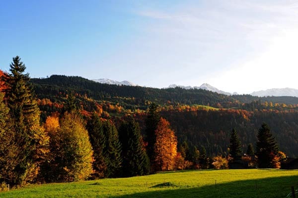 Herbstlicher Wald bei Garmisch-Partenkirchen.