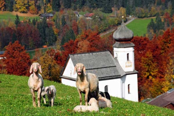 Wamberg bei Garmisch-Partenkirchen: geschorene Schafe.