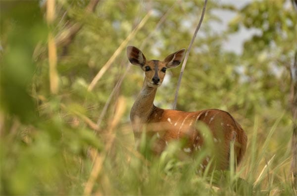 Weiblicher Buschbock im Bouba-Ndjida-Nationalpark.