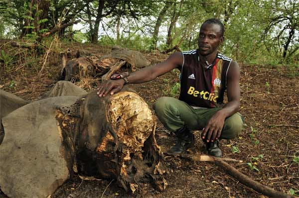 Ranger Adamout vor einem der am 5.3.2012 durch sudanesische Wilderer getöteten Elefanten.