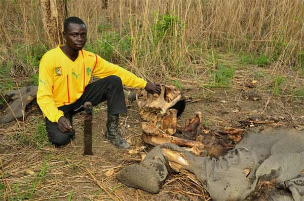 Ranger Soabi vor einem der am 5.3.12 durch sudanesische Wilderer getöteten Elefanten.