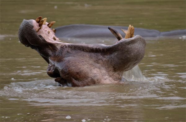 Flusspferd (Hippopotamus amphibius) reißt das Maul auf, Kamerun.
