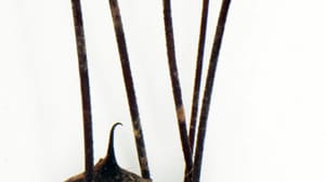 Riesen-Weberknecht aus Laos
